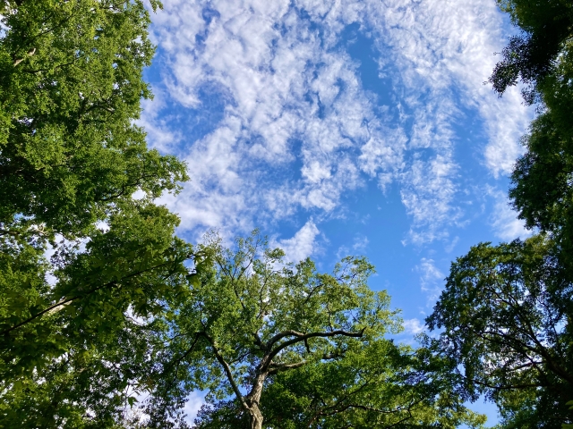 空と緑の写真